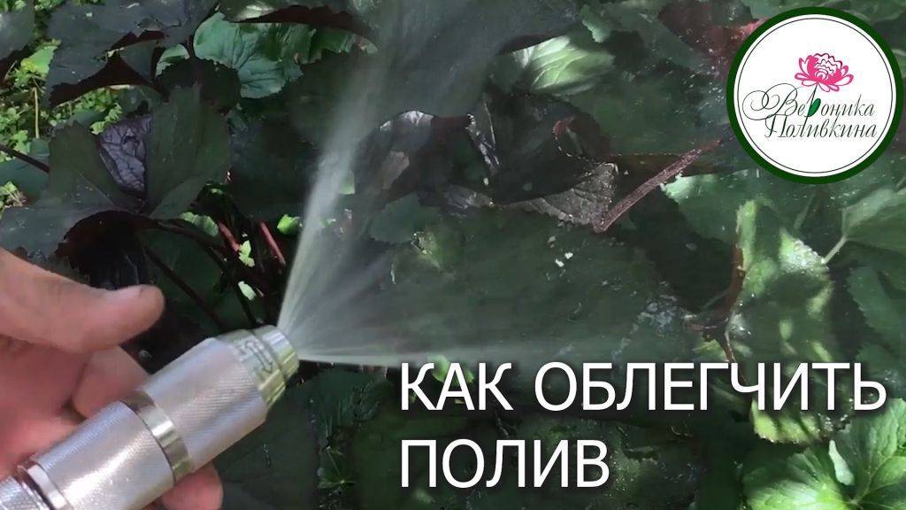 КАК ОБЛЕГЧИТЬ ПОЛИВ И ПОДКОРМКУ РАСТЕНИЙ В САДУ смотреть онлайн