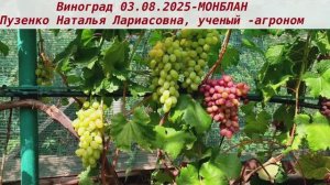 Виноград 3.08.2025- МОНБЛАН. Удивительный вкуус ягод вас поразит, + ранний срок созревания!