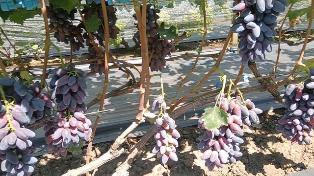 Виноград Днепровский сувенир (Калугин В. М.) 16.08.25г.виноградник Король В.Н. г.Краснодар смотреть онлайн