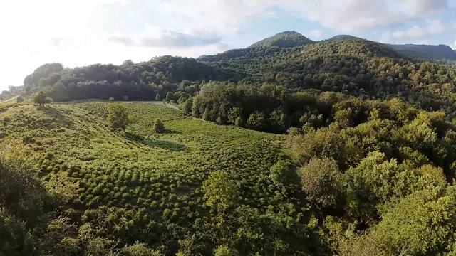 Северный чай смотреть онлайн