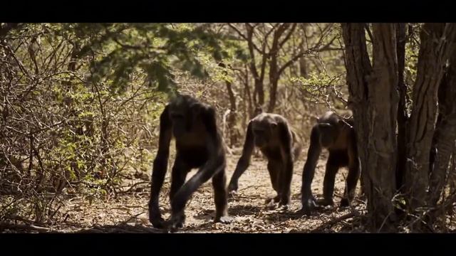 Life 7 Million Years Ago ｜ How hominins hunted and gathered food each day смотреть онлайн