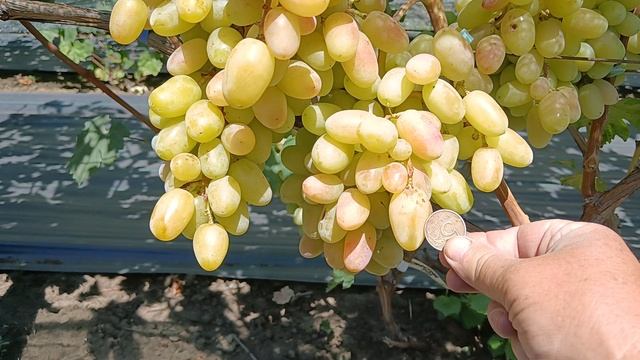 Виноград Айка (Донское казачество) 16.08.25г.виноградник Король В.Н. г.Краснодар Slava.King2007@mail