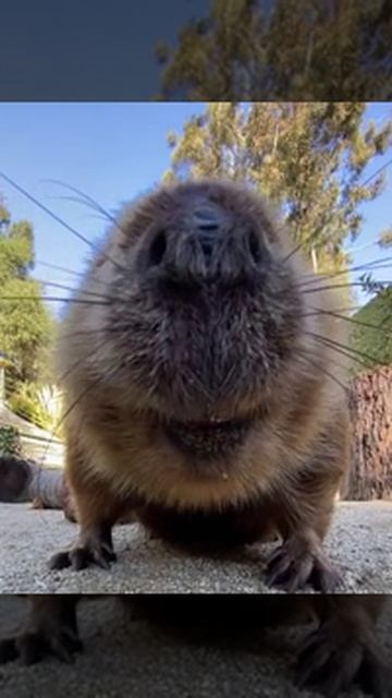 Бобр смотреть онлайн