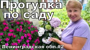 Царство Гортензий. Радуюсь, что не зря таскала горшки. Обзор тенистой части сада