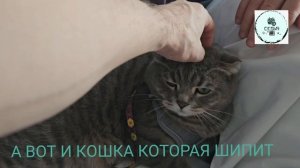 ОБЗОР ПОЕЗД 96 СРАВНЕНИЕ ПЛАТЦКАРТ И КУПЕ РАЗНЫХ КЛАССОВ 2К, 2Ш И ДРУГИЕ КЛАССЫ ПРОВЕЛИ 2 ПРИНЦЕССЫ