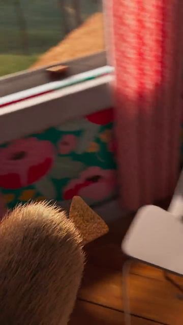 Noodle and Bun 🐕🐈⬛ смотреть онлайн