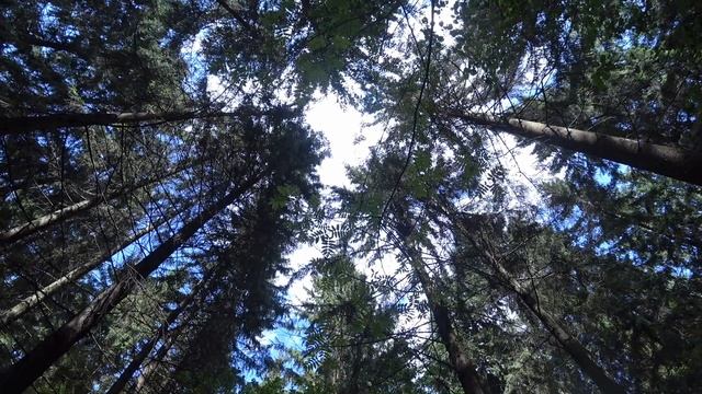 Прогулка в лесу. Тихая охота в Подмосковье. Вкусные печеньки. смотреть онлайн