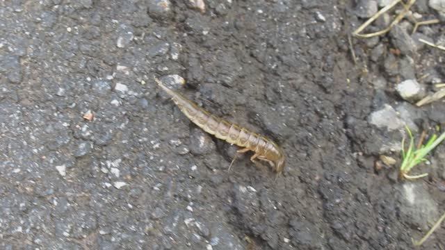 Личинка жука-плавунца. Маленький монстр - то ли креветка, то ли сколопендра смотреть онлайн