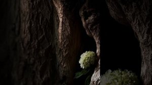 сад забвения