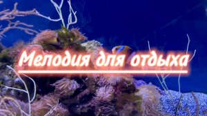 Мелодия для отдыха, красивая инструментальная музыка