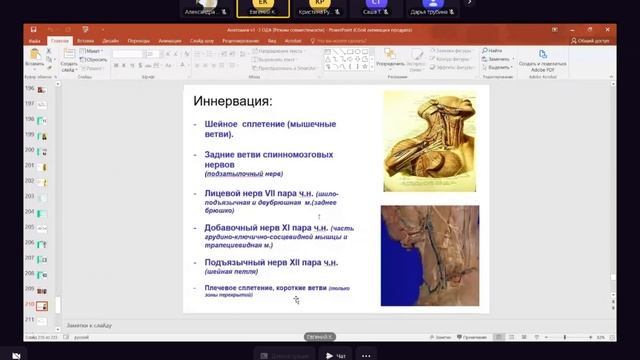 Мышцы голени