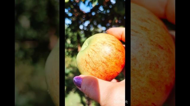 Огородный вложик. Ура, я искупалась, после долгих дождей и холода. 🍅🙂❤ смотреть онлайн