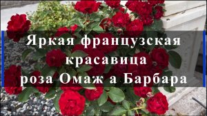 Яркая французская красавица роза Омаж а Барбара