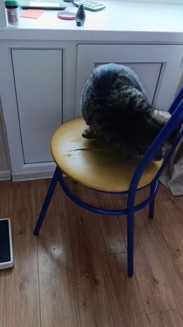 Барсик. Танец "Джентльмены удачи" #Котик #Талантливый смотреть онлайн