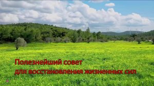 Полезные свойства мяты и эвкалипта