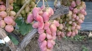 Виноград Зоренька (Баранов В.) на 10.08.25г виноградник Король В. Н. г.Краснодар