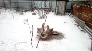 Когда занесутся гуси?!