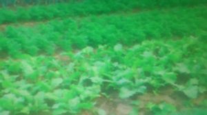 Бизнес идея - что мы посадили под зиму.