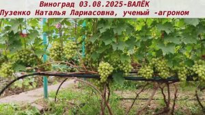 Виноград 3.08.2025 - ВАЛЁК, ранний, с грушовым мускатом, плотной мякотью и огромными гроздями.