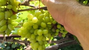 Виноград ПОМПЕИ, УСЛАДА, АЛЬБИНОС, ГРАЦИЯ, АВТОГРАФ, ШЕЛКОВИЧНЫЙ, ДУНАЙ и другие формы