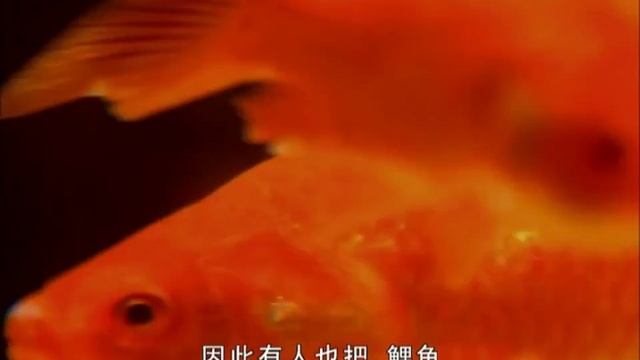 67、鱼 (Рыба) смотреть онлайн