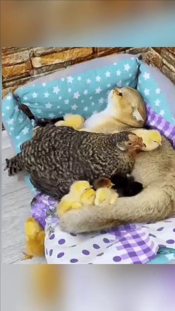 Кошка Курица и цыплята смотреть онлайн