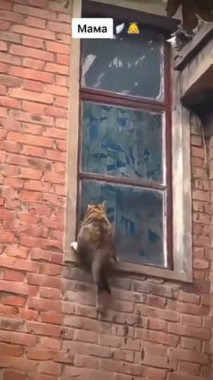 Мама всё может!