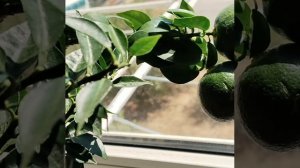 🍊Мандарин Чинотто 🍊