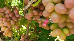 НИКИТОН виноград очень раннего срока созревания с мускатом во вкусе