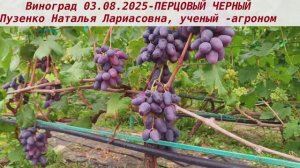 Виноград 3.08.25-ПЕРЦОВЫЙ ЧЕРНЫЙ, с черными огромными ягодами и приятным виноградным вкусом.