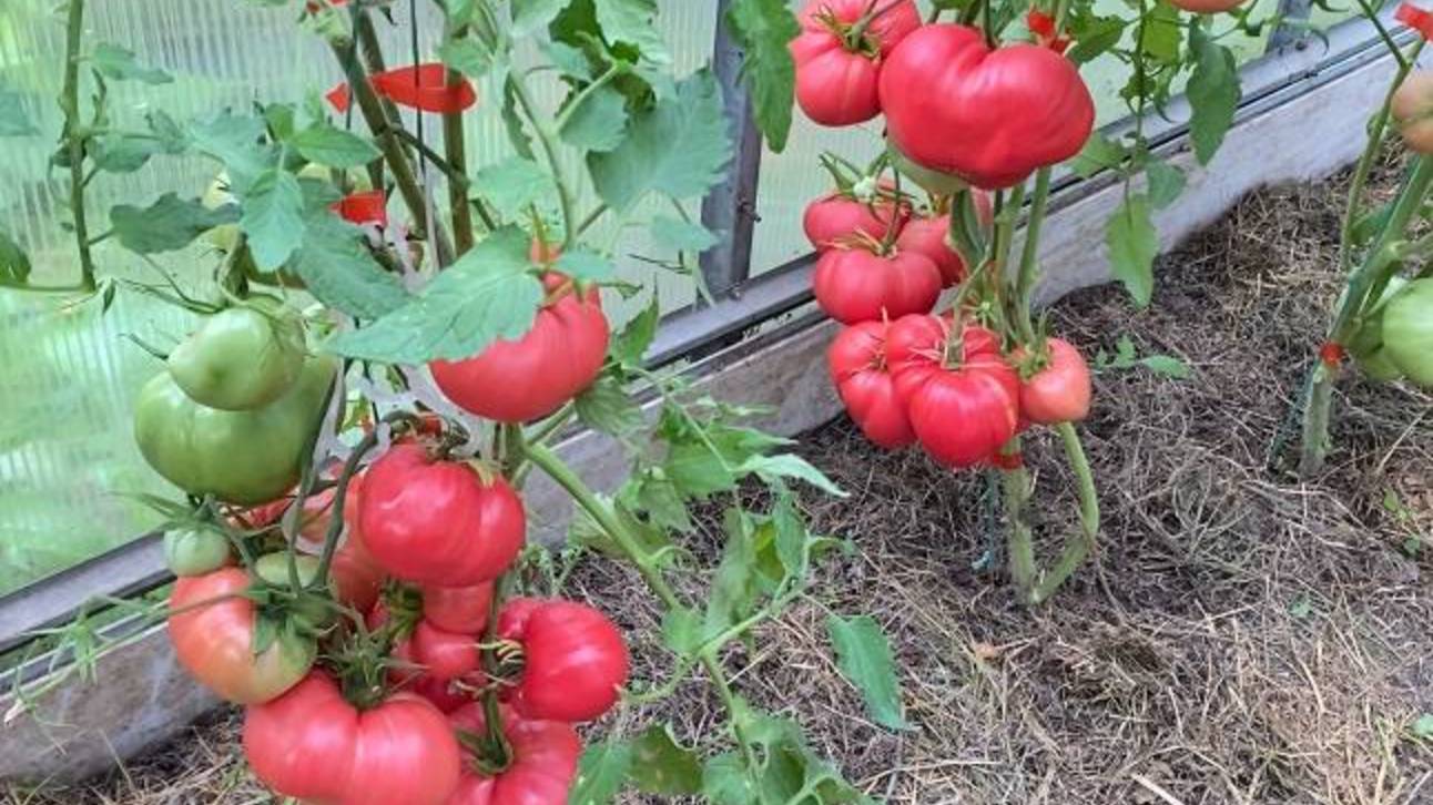 Дневник моих огородных дел. 14 августа 2025 года