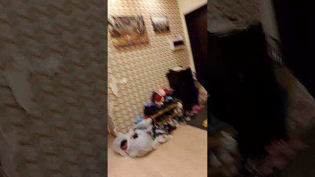 играли в интересную игру дохлая крыса смотреть онлайн