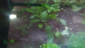 Отчёт по срокам посадок в сезоне в 2020 г