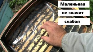 Работа с маленькими пчелиными семьями 15 августа.