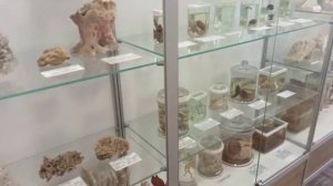 Музей фауны моря