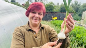 Готовим яровой чеснок к уборке!! Последняя Самая Важная Подкормка!!