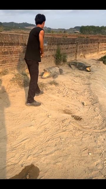 Дрессировка крокодилов