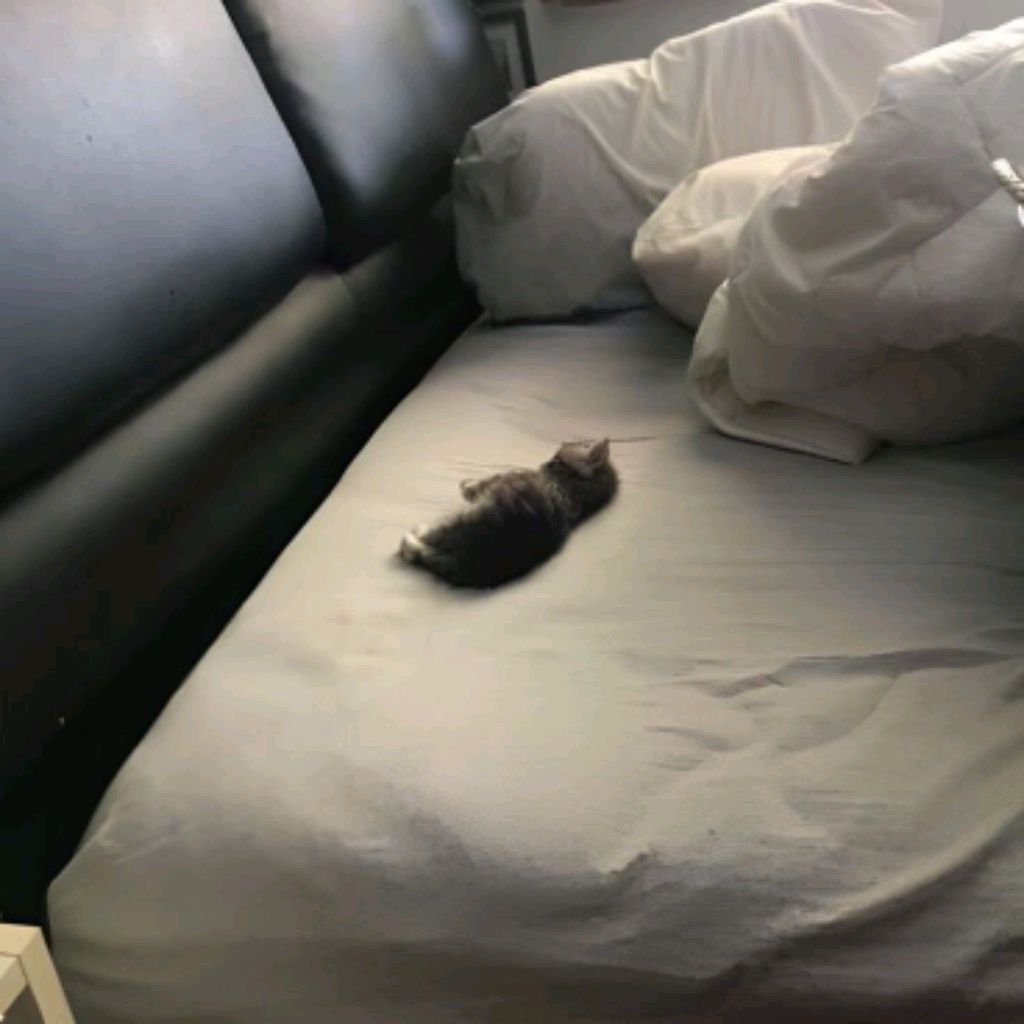 рыбка понье