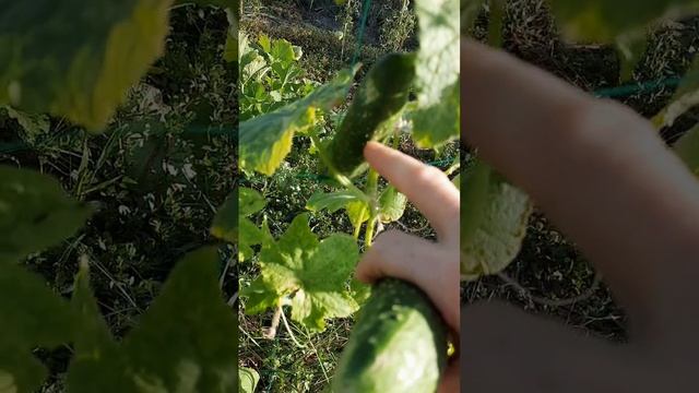 Моё подворье 🐓🌻🥒🍅🍏🌿🐈 смотреть онлайн