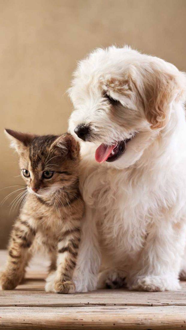 Котики и их приколы смотреть онлайн