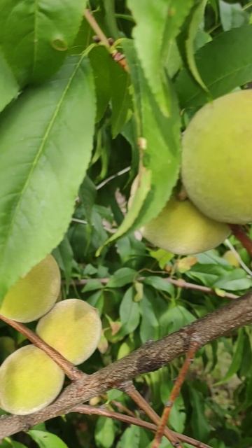 Персики в Тольятти смотреть онлайн