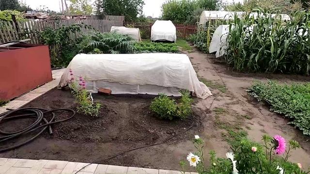 Тонет ли плод дыни в воде