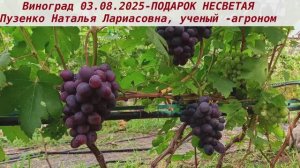 Виноград 3.08.2025 - ПОДАРОК НЕСВЕТАЯ, ультраранний и с мускатом, высоким сахаром- как  удержаться?