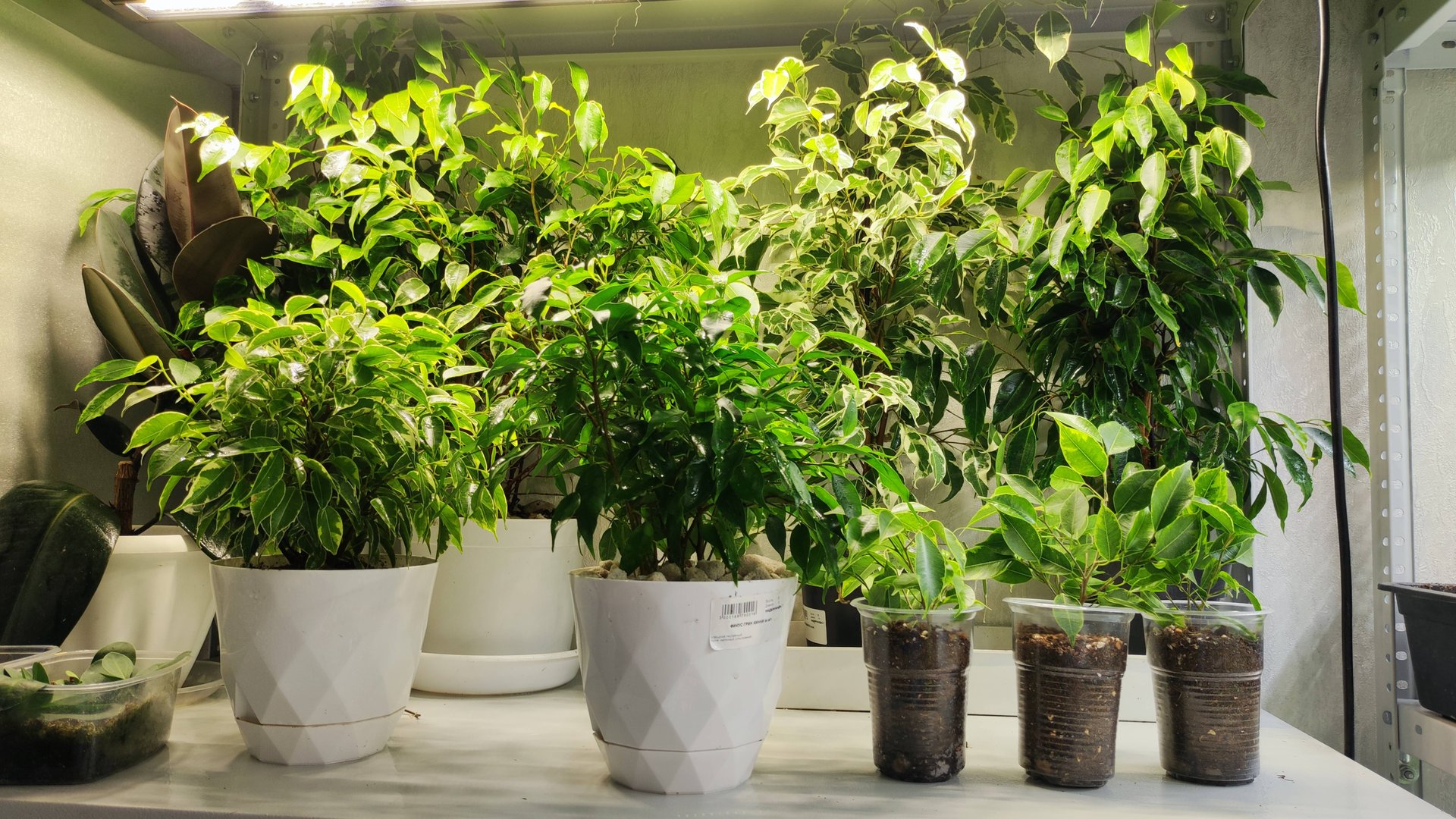 ЛУЧШИЙ ГРУНТ для ФИКУСА БЕНДЖАМИНА, Фикус выращиваю только так и он вмиг распушится и будет лес из ц смотреть онлайн