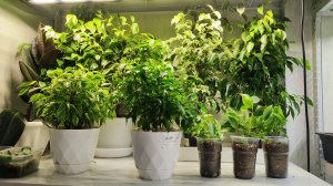 ЛУЧШИЙ ГРУНТ для ФИКУСА БЕНДЖАМИНА, Фикус выращиваю только так и он вмиг распушится и будет лес из ц