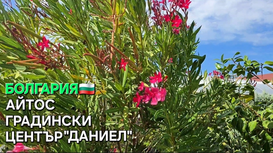 Жизнь в Болгарии | Я не был готов, но поехал.. смотреть онлайн