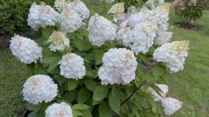 Гортензии  в гламуре! Нужно ли нормировать побеги гортензий? Пышный  куст или крупные соцветия?!
