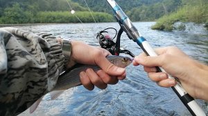 Рыбалка на ХАРИУСА и ЛЕНКА. Хариус разгрызает ФИОЛЕТОВУЮ ШВАБРУ. Река КАТЭН. Рыбалка - отдых.