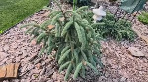 Обзор сада редких хвойных🌲🤗