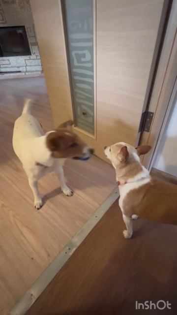 Вот так любят играть чихуахуа Зюзя и джек рассел Бонни.